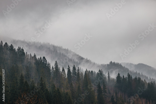 Dormant Carpathian Forest, Carpathian Falls © Ihor