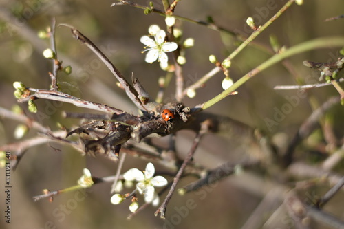 Marienkäfer (Coccinellidae) © summersum