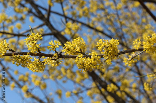  Dogwood blooms with bright yellow flowers in early spring in the garden © Yuliya