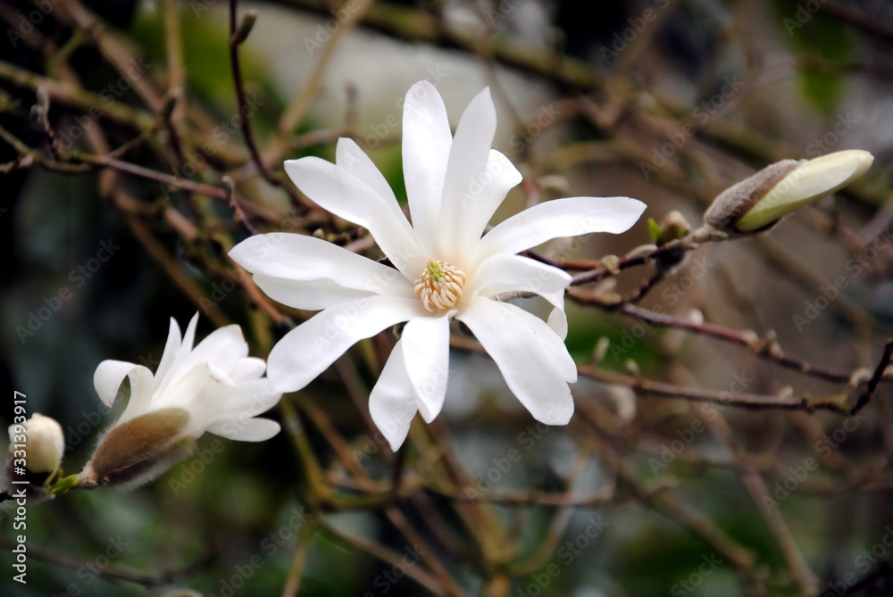 Obraz premium Close up of a large white flower of the star magnolia (Magnolia Stellata) native to Japan in early spring