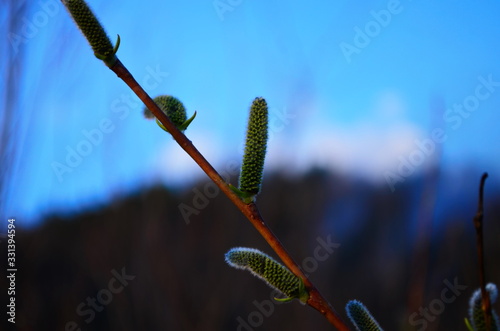 Beautiful pussy willow flowers branches close up.