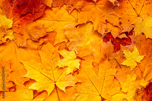 Autumn leaves background. Orange  red  yellow maple leaves. Fall season