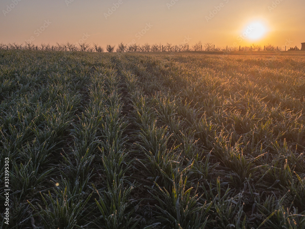 The rays of the morning sun over the field of crops of winter wheat which is covered with frosty frost. Freezing and damaging of winter crops in spring with heavy frosts.