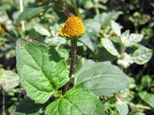 yellow flower in garden