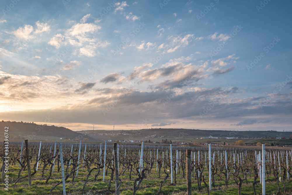vineyard and neuleingen at golden hour