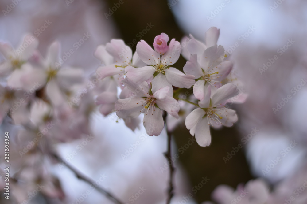 Blüten einer Vogelkirsche