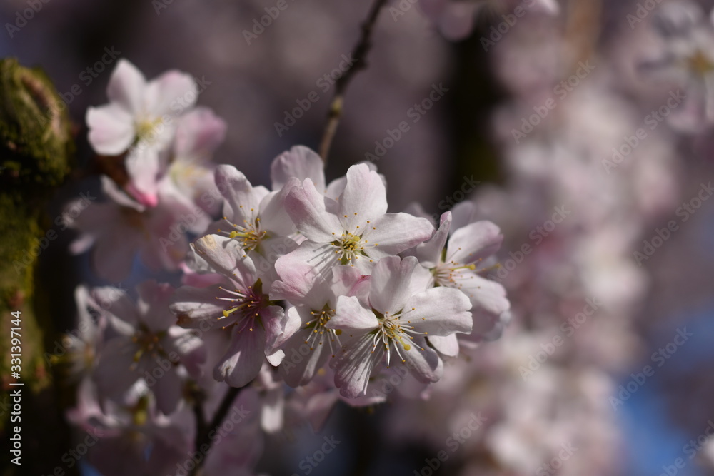 Blüten einer Vogelkirsche