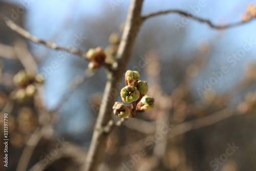  Fresh young leaves blossomed on trees in spring