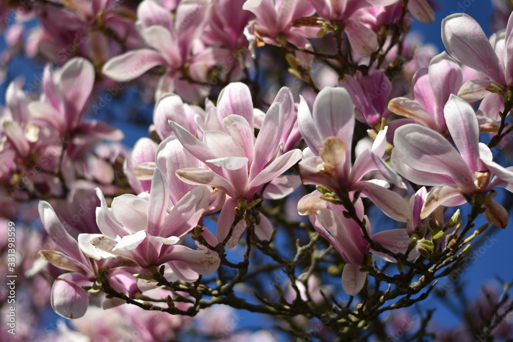 Blühender Magnolienbaum (Magnolia)