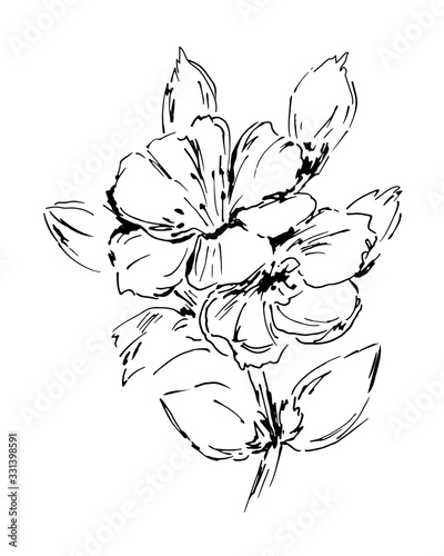 Beautiful sketchy drawing of a twig with blooming flowers  floral design element. Careless freehand sketch with black ink isolated on white background