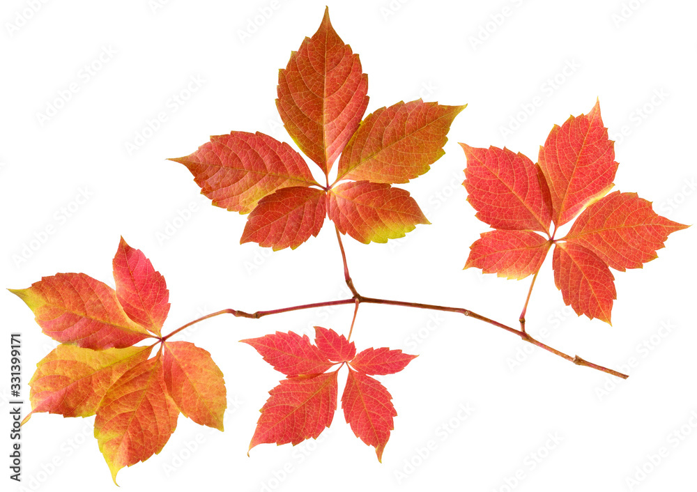 Isolated wild grape leaf. Branch with autumn colored yellow and red vine leaves on white background, detail for seasonal design Isolated wild grape leaf. Branch with autumn colored yellow and red vine leaves on white background, detail for seasonal design