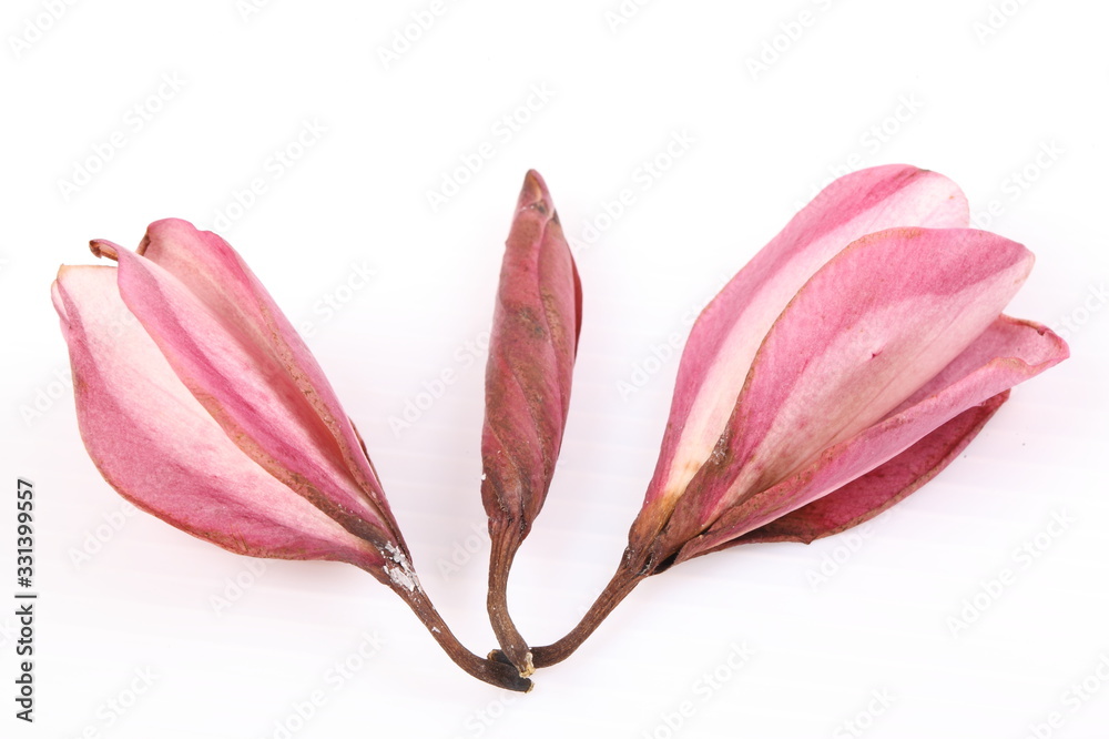 Dry pink Frangipani flower isolated on white background Dry pink Frangipani flower isolated on white background