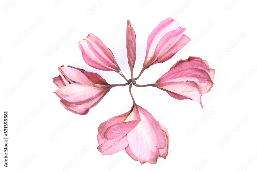 Dry pink Frangipani flower isolated on white background