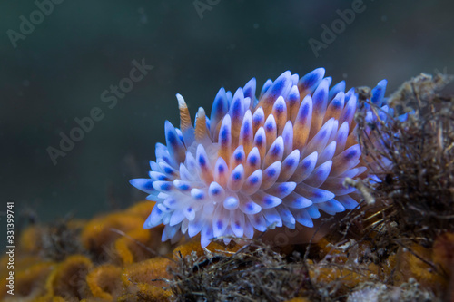 A blue Gas flame nudibranch (Bonisa nakaza) side view of this beautiful vibrant sea slug. photo