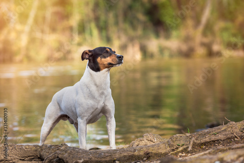 Ratonero Bodeguero Andaluz purebred dog, posing next to the river, natural background. Horizontal with copy space