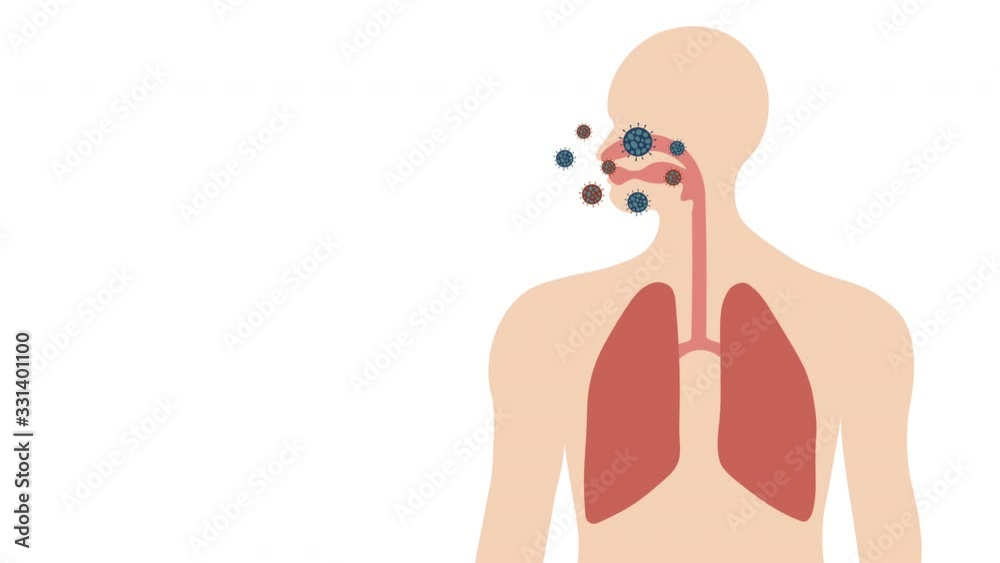 Animation of Corona Virus or Covid-19 in Human in Respiratory system and lungs Animation of Corona Virus or Covid-19 in Human in Respiratory system and lungs