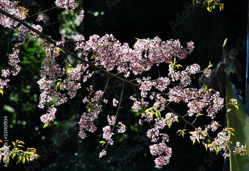 Cherry blossom fascinated at Yuksom in West Sikkim. Variety of flowers blooms during this spring season where tourist flocks in large to catch the glimpses.  photo