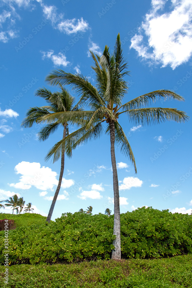 Vertical view of palms with blue sky and clouds in Oahu Hawaii Vertical view of palms with blue sky and clouds in Oahu Hawaii