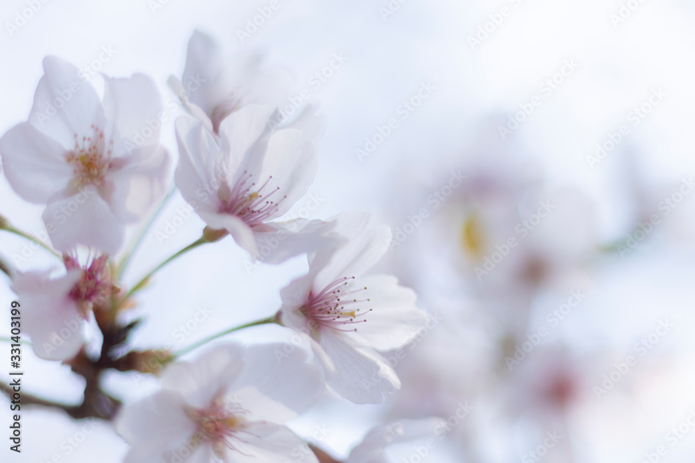 桜