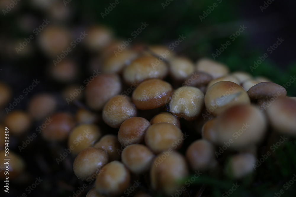 Poisonous mushrooms false honey agarics grow from a rotten tree natural background Poisonous mushrooms false honey agarics grow from a rotten tree natural background