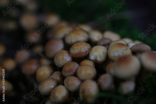 Poisonous mushrooms false honey agarics grow from a rotten tree natural background