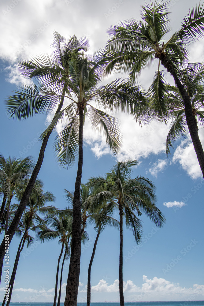 Vertical view of palms with blue sky and clouds in Oahu Hawaii