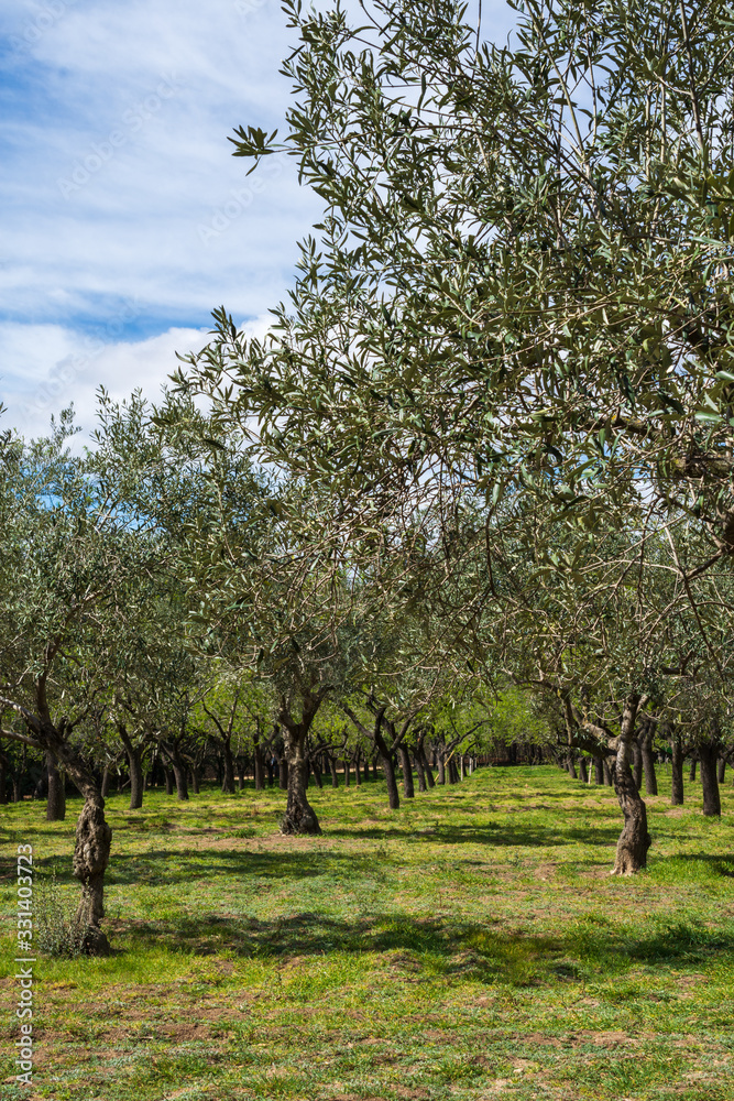 General shot of olive grove lined up, in spring, with blue sky, in a park in Madrid, Spain. Vertically