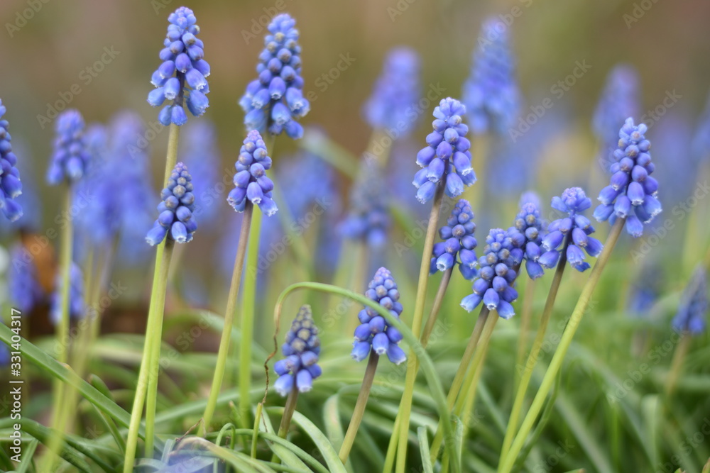 Armenische Traubenhyazinthen (Muscari armeniacum) Armenische Traubenhyazinthen (Muscari armeniacum)