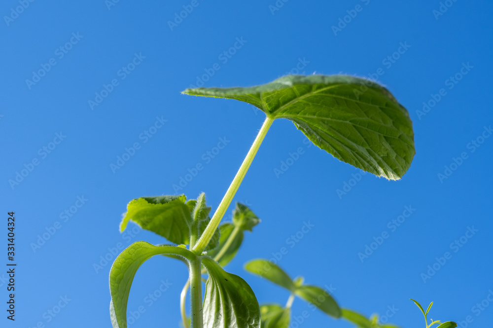 Grünes Blatt vor blauem Himmel Grünes Blatt vor blauem Himmel