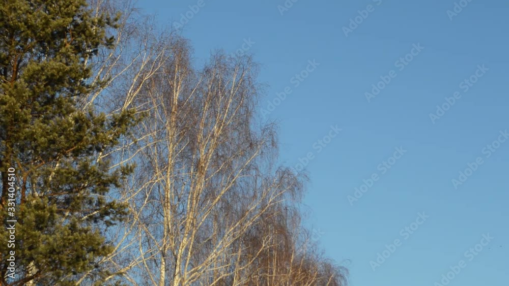 little birds fly in clear clear sky little birds fly in clear clear sky