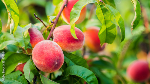 Obraz na plátne Beautiful peach fruit on a tree branch