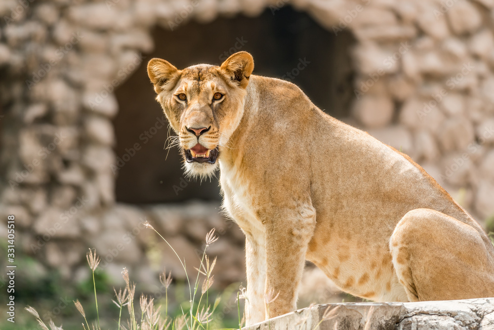 Lioness instinctively alarmed at visitors in a Zoo in Nawab Wazid Ali Shah,Zoo in Lucknow,Uttar Pradesh,India Lioness instinctively alarmed at visitors in a Zoo in Nawab Wazid Ali Shah,Zoo in Lucknow,Uttar Pradesh,India