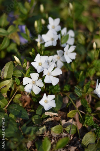 Weißes Immergrün 'Alba' (Vinca minor 'Alba')
