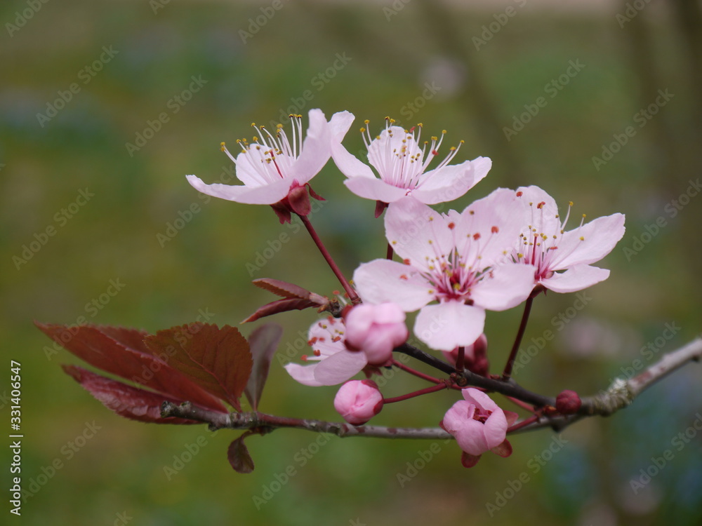 Obraz premium Blüten im Frühling