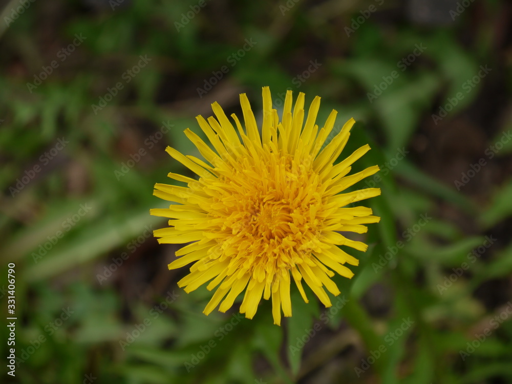 Frühlingserwachen