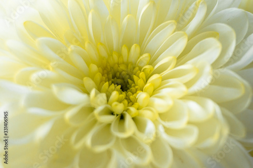 Macro of a beautiful white chrysanthemum flower.