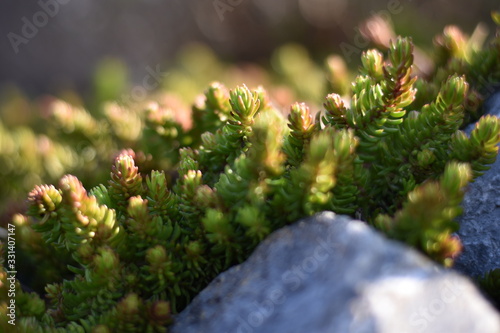 Scharfer Mauerpfeffer (Sedum acre)