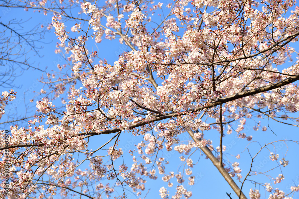 青空に咲く桜