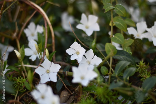 Weißes Immergrün 'Alba' (Vinca minor 'Alba')