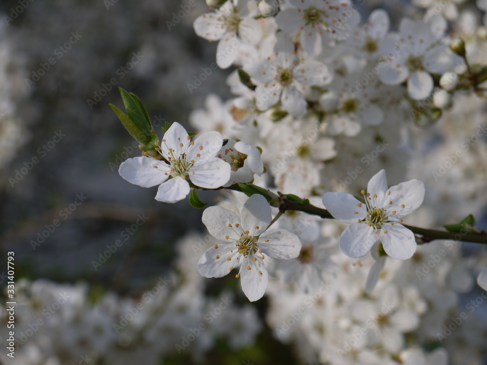 Blüten im Frühling
