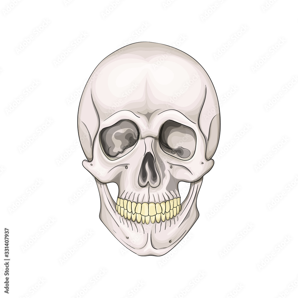 The human skull isolated on white background. Vector illustration.