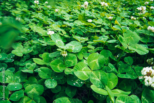 Lush clover in the spring, outdoor park