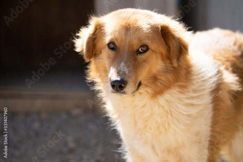 Tunisian dog