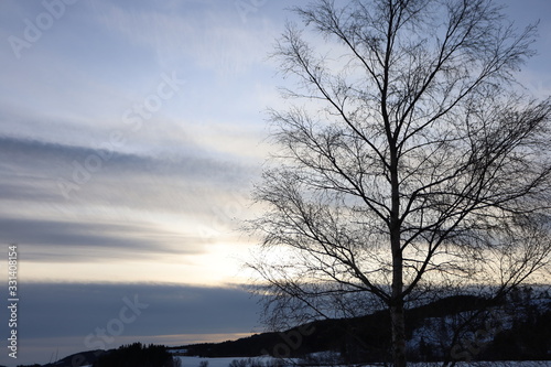 A tree at sunset with the twilight