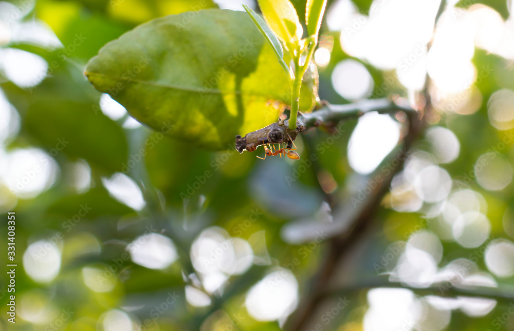 Selective Focus on Red ants on the tree stem. Ants insect walking on stem of tree.