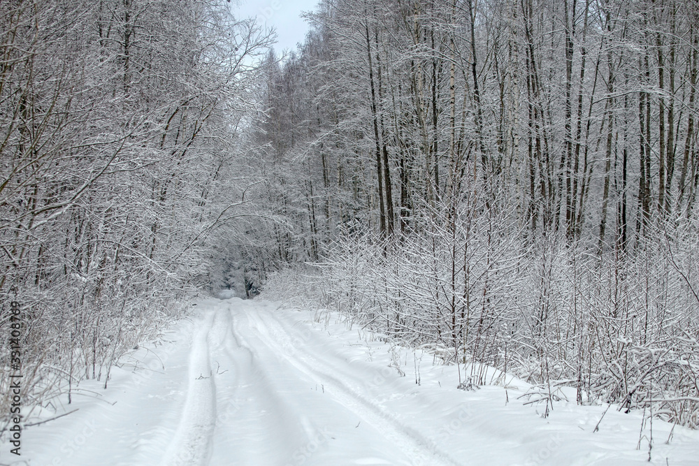 Abstract natural composition. Road in the winter forest. Abstract natural composition. Road in the winter forest.