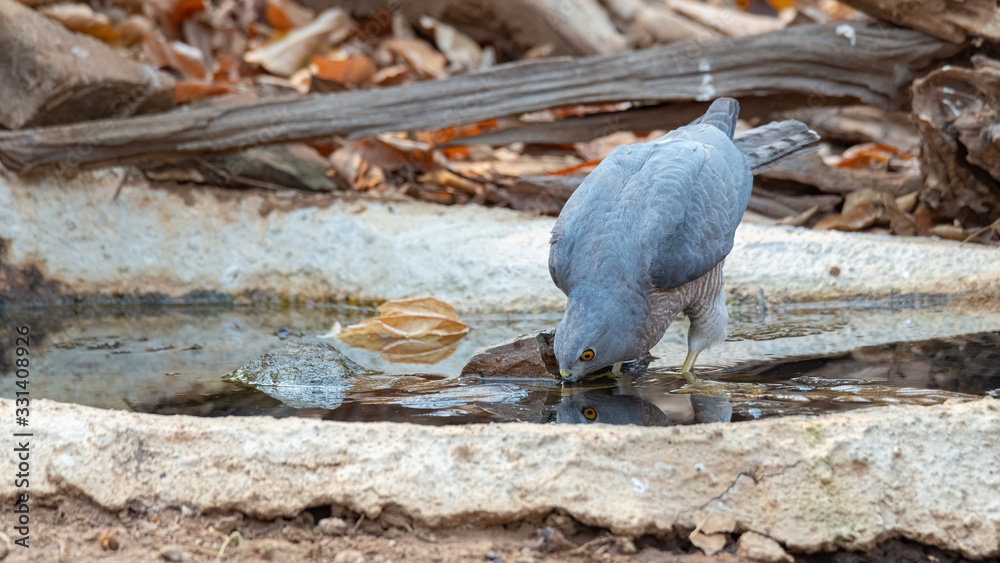 Fototapeta premium Shikra dipping the beak in water to drink from small waterhole