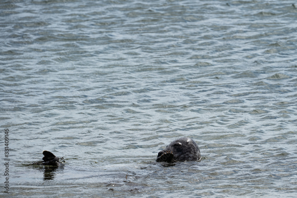 Fototapeta premium Kegelrobben