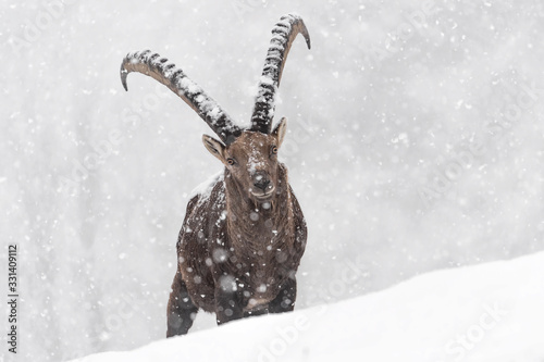 Alpine ibex struggle with cold winter (Capra ibex) photo