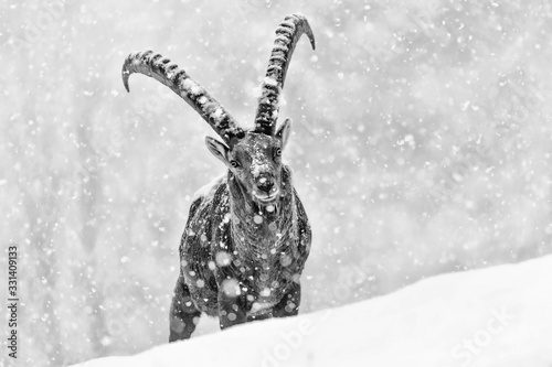 Photos Alpine ibex under snowstorm, black and white portrait (Capra ibex)